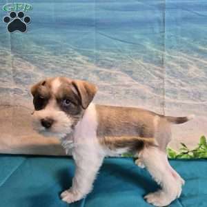 Rick, Miniature Schnauzer Puppy