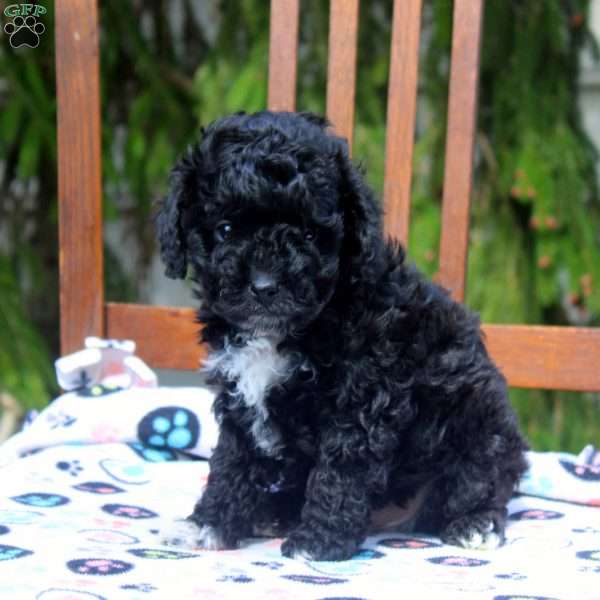 Rex, Cavapoo Puppy