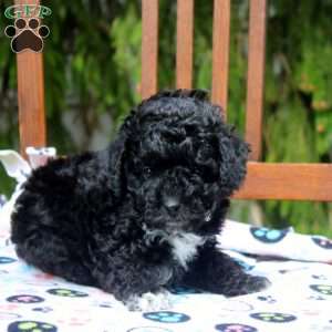 Rex, Cavapoo Puppy