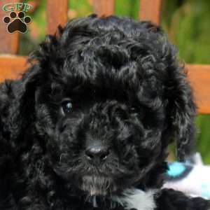 Rex, Cavapoo Puppy
