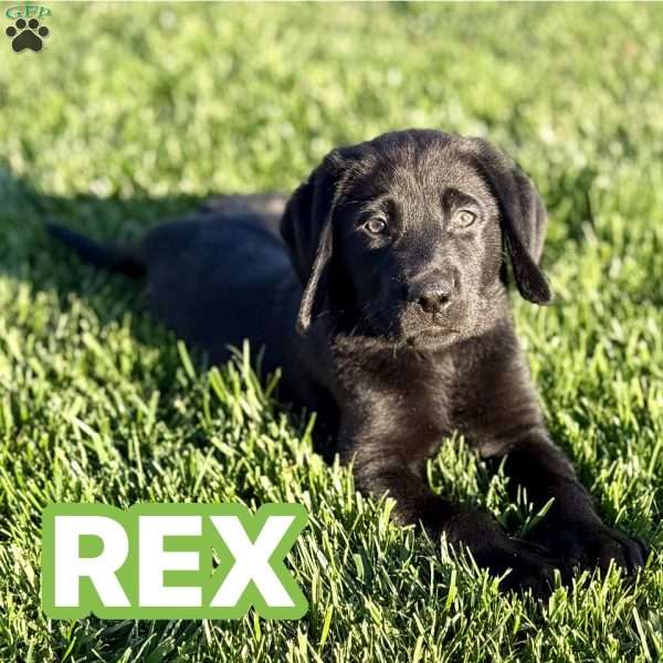 Rex, Black Labrador Retriever Puppy
