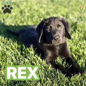 Rex, Black Labrador Retriever Puppy