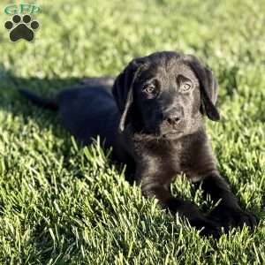 Rex, Black Labrador Retriever Puppy