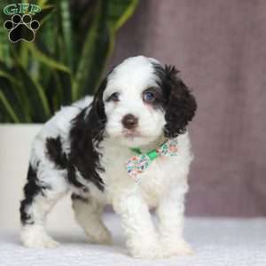 Ricky, Cockapoo Puppy