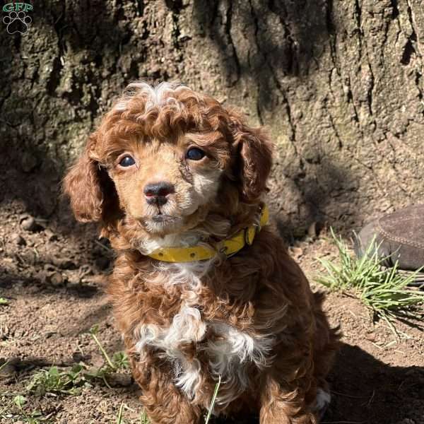 Ricky, Miniature Poodle Puppy