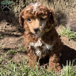 Ricky, Miniature Poodle Puppy