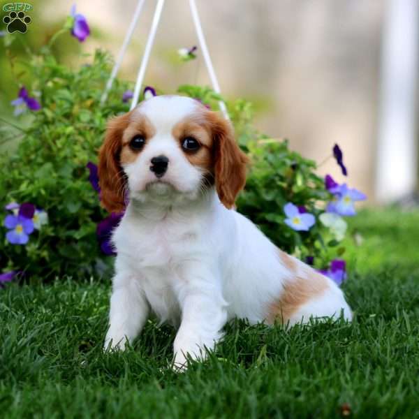 Riley, Cavalier King Charles Spaniel Puppy