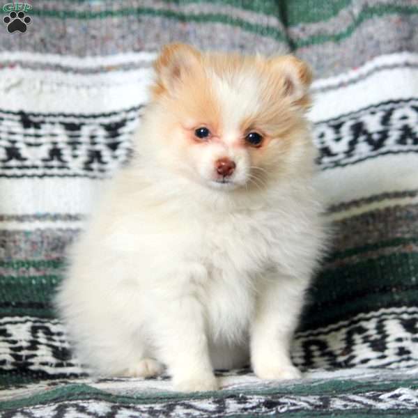 Rita, Pomeranian Puppy