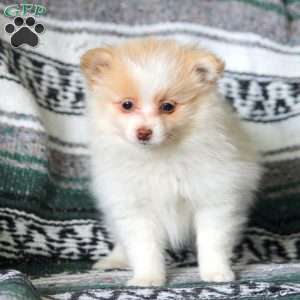 Rita, Pomeranian Puppy
