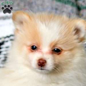 Rita, Pomeranian Puppy