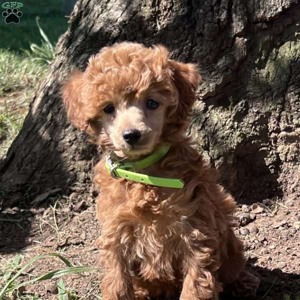 Rita, Miniature Poodle Puppy