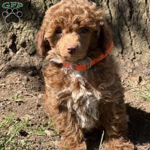 Robin, Miniature Poodle Puppy