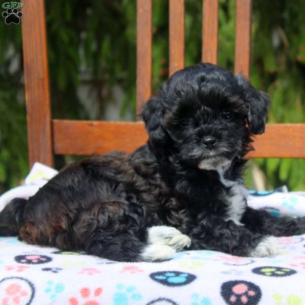 Rochelle, Cavapoo Puppy