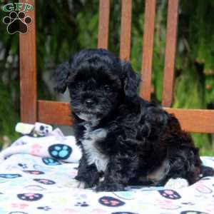 Rochelle, Cavapoo Puppy