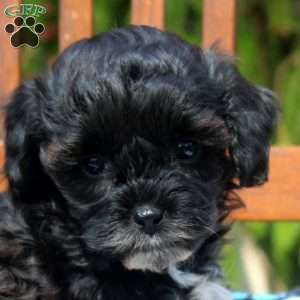 Rochelle, Cavapoo Puppy