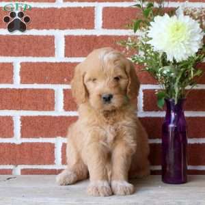 Rocky, Goldendoodle Puppy