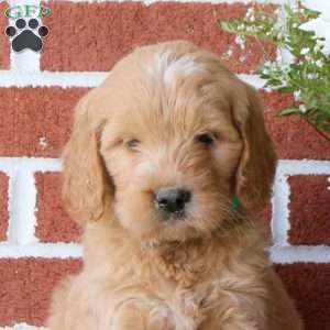 Rocky, Goldendoodle Puppy