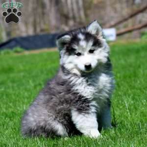 Rookie-Fluffy, Pomsky Puppy