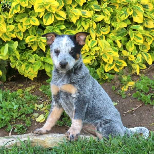 Rose, Blue Heeler – Australian Cattle Dog Puppy