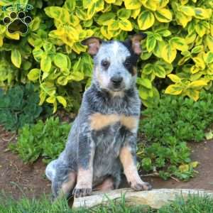 Rose, Blue Heeler – Australian Cattle Dog Puppy