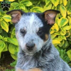 Rose, Blue Heeler – Australian Cattle Dog Puppy