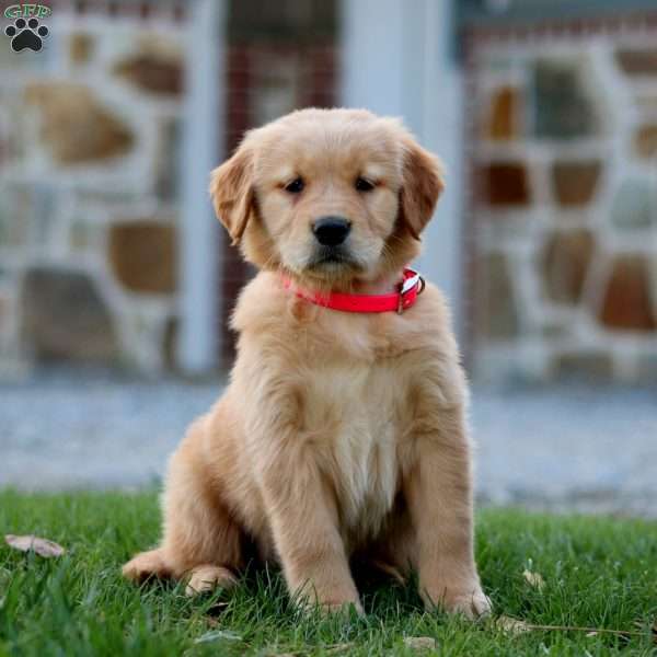 Rose, Golden Retriever Puppy