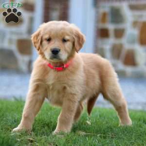 Rose, Golden Retriever Puppy