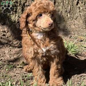 Rose, Miniature Poodle Puppy