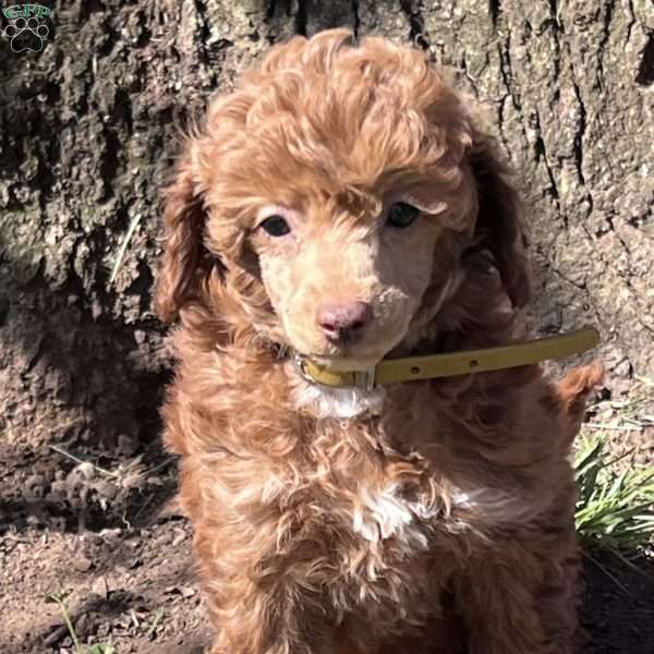 Rose, Miniature Poodle Puppy