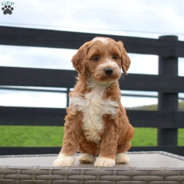 Rosie, Mini Goldendoodle Puppy