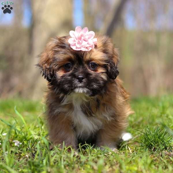 Rosie, Lhasa Apso Puppy