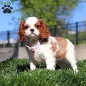 Roxy, Cavalier King Charles Spaniel Puppy