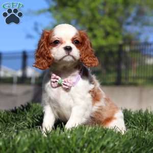 Roxy, Cavalier King Charles Spaniel Puppy