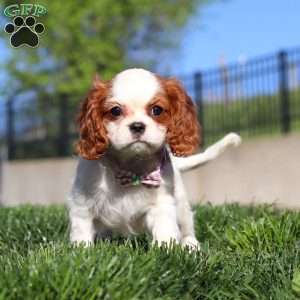 Roxy, Cavalier King Charles Spaniel Puppy