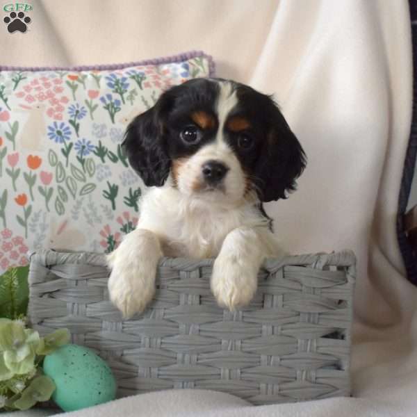 Rubble, Cavalier King Charles Spaniel Puppy