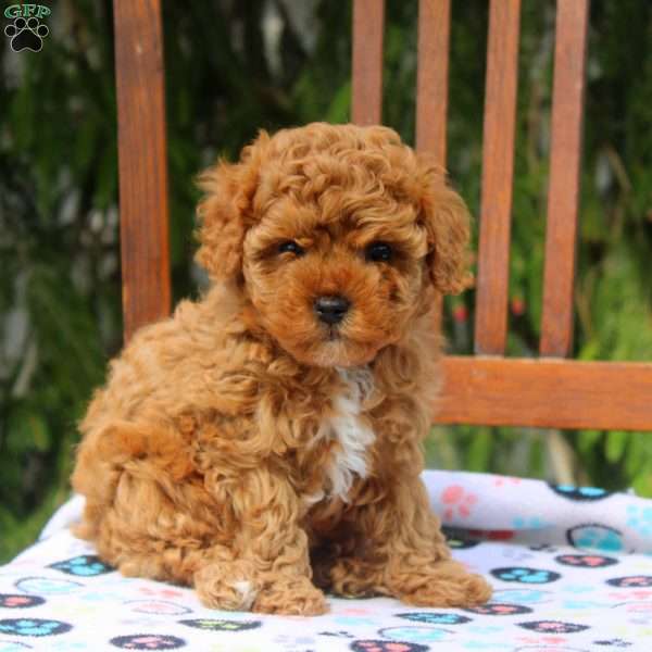 Ruby, Cavapoo Puppy