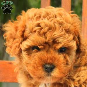 Ruby, Cavapoo Puppy