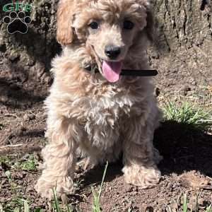 Ruby, Miniature Poodle Puppy
