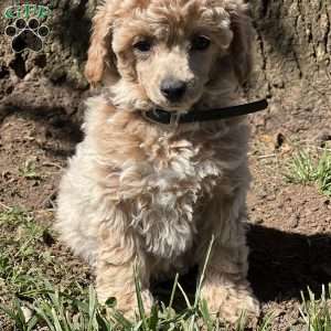 Ruby, Miniature Poodle Puppy