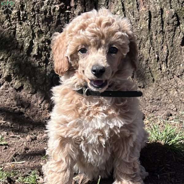 Ruby, Miniature Poodle Puppy