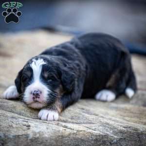Rue, Mini Bernedoodle Puppy