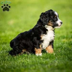 Rue, Mini Bernedoodle Puppy
