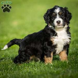 Rue, Mini Bernedoodle Puppy