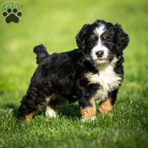 Rue, Mini Bernedoodle Puppy