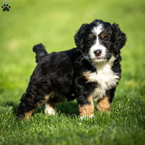 Rue, Mini Bernedoodle Puppy