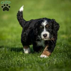 Rue, Mini Bernedoodle Puppy