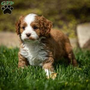 Rusty, Cavapoo Puppy