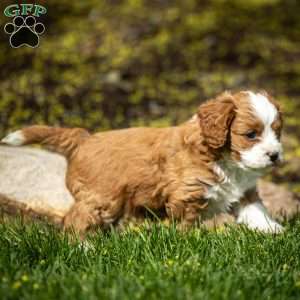 Rusty, Cavapoo Puppy