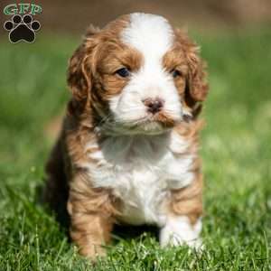 Rusty, Cavapoo Puppy