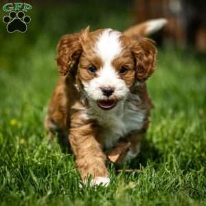 Rusty, Cavapoo Puppy